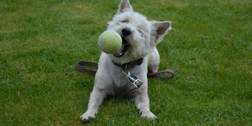 happy dog playing with other dogs in a park