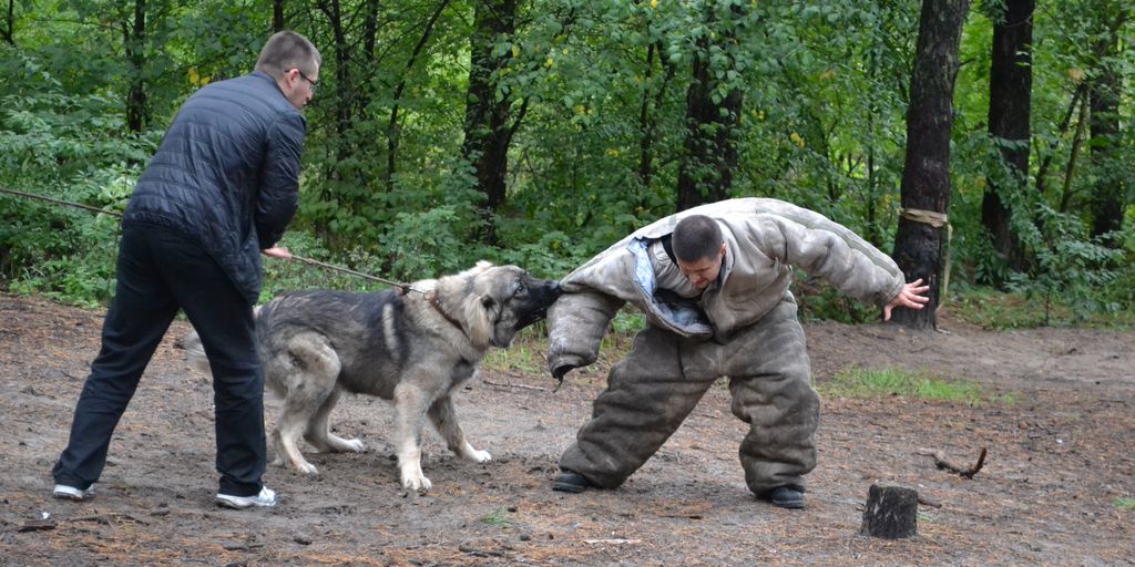 dog training obedience