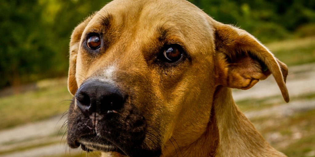 dog looking out window with sad expression