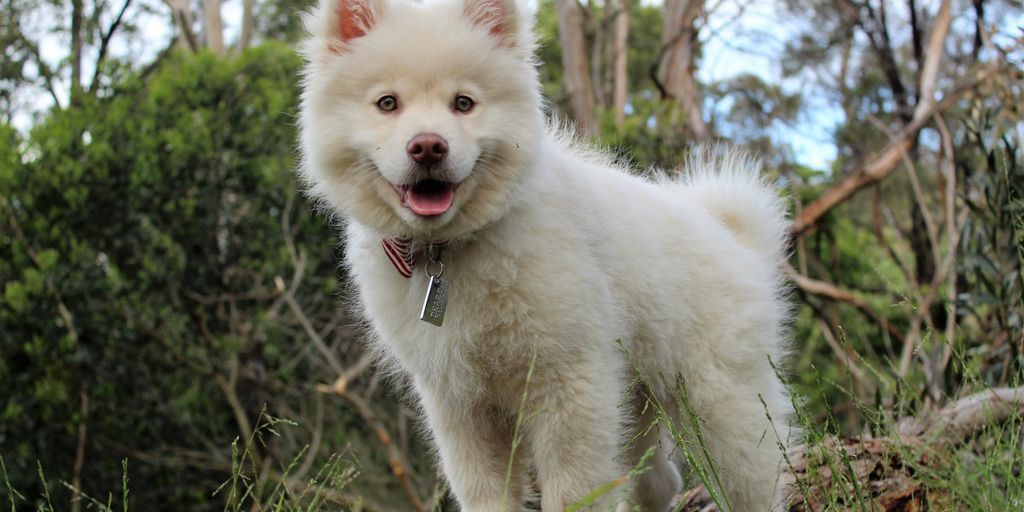 happy dog in a natural setting